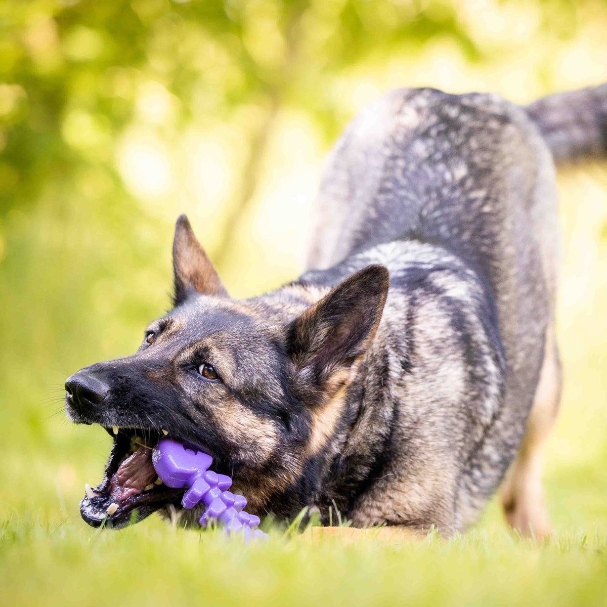 SodaPup Fish Bone Nylon Chew Toy - FurrowpetstoreToysSodaPup/True Dogs, LLC