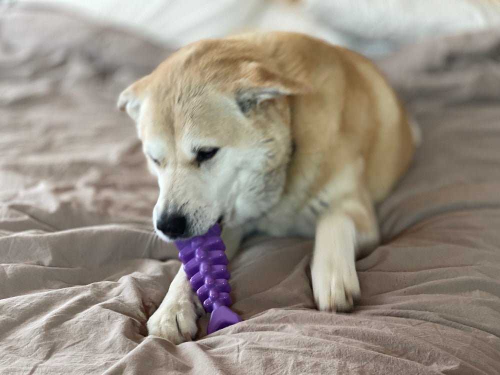 SodaPup Fish Bone Nylon Chew Toy - FurrowpetstoreToysSodaPup/True Dogs, LLC
