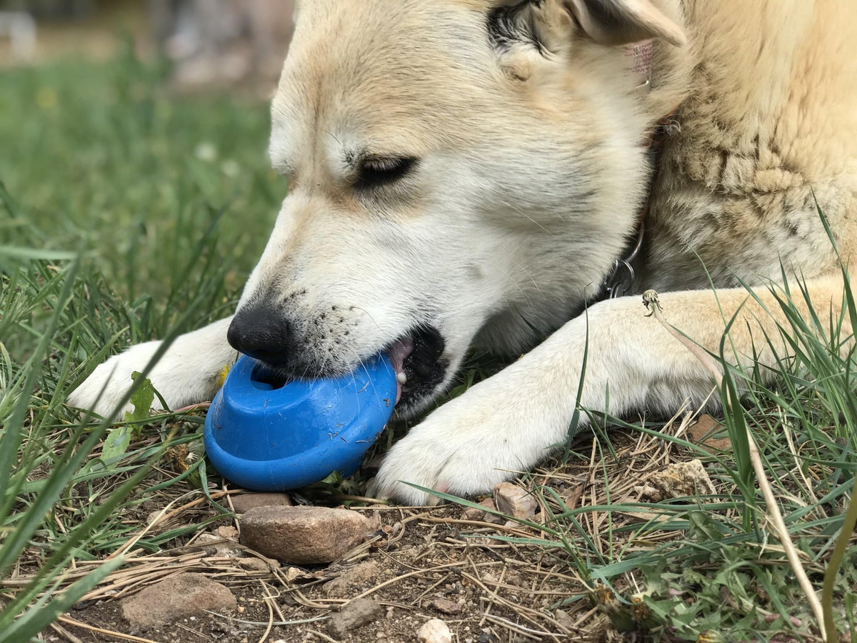 SodaPup Flying Saucer Treat Dispenser Toy - FurrowpetstoreBowls, Feeding & EnrichmentSodaPup/True Dogs, LLC