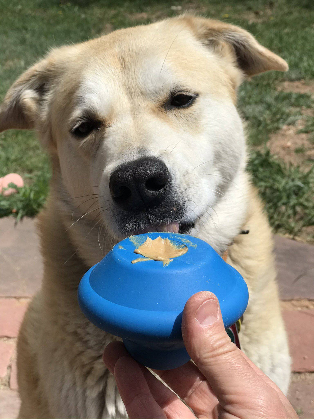 SodaPup Flying Saucer Treat Dispenser Toy - FurrowpetstoreBowls, Feeding & EnrichmentSodaPup/True Dogs, LLC