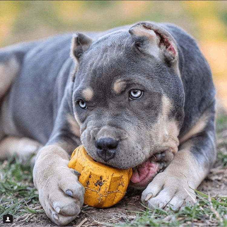 SodaPup Gear eDispenser Rubber Chew Holder - FurrowpetstoreBowls, Feeding & EnrichmentSodaPup/True Dogs, LLC