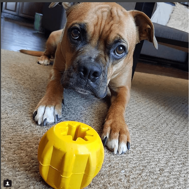 SodaPup Gear eDispenser Rubber Chew Holder - FurrowpetstoreBowls, Feeding & EnrichmentSodaPup/True Dogs, LLC