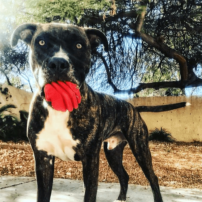 SodaPup Heart on a String Rubber Tug Toy - FurrowpetstoreToysSodaPup/True Dogs, LLC