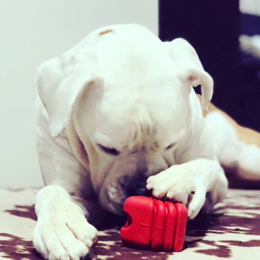 SodaPup Heart on a String Rubber Tug Toy - FurrowpetstoreToysSodaPup/True Dogs, LLC