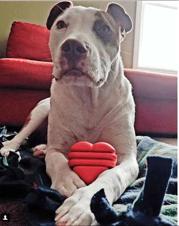 SodaPup Heart on a String Rubber Tug Toy - FurrowpetstoreToysSodaPup/True Dogs, LLC