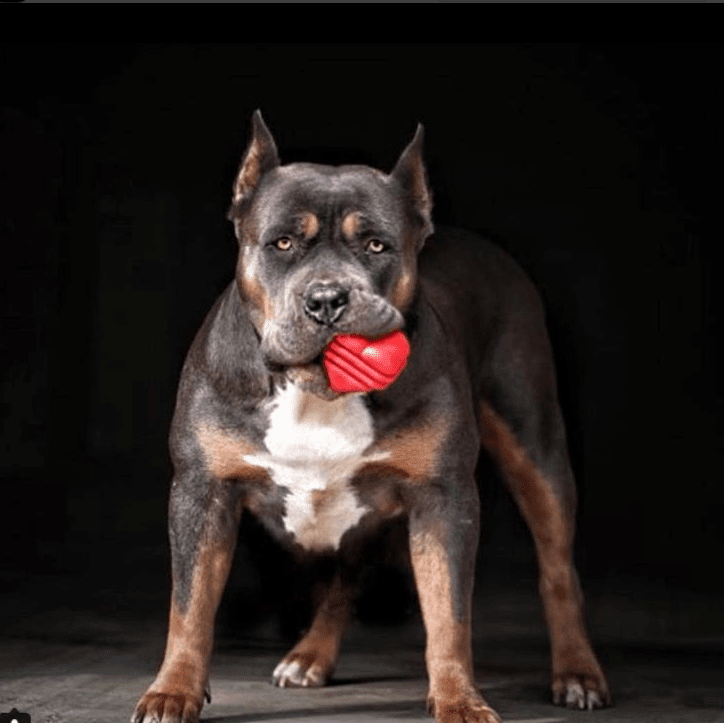 SodaPup Heart on a String Rubber Tug Toy - FurrowpetstoreToysSodaPup/True Dogs, LLC