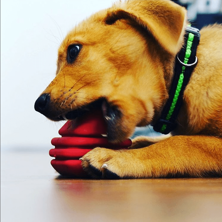 SodaPup Heart on a String Rubber Tug Toy - FurrowpetstoreToysSodaPup/True Dogs, LLC