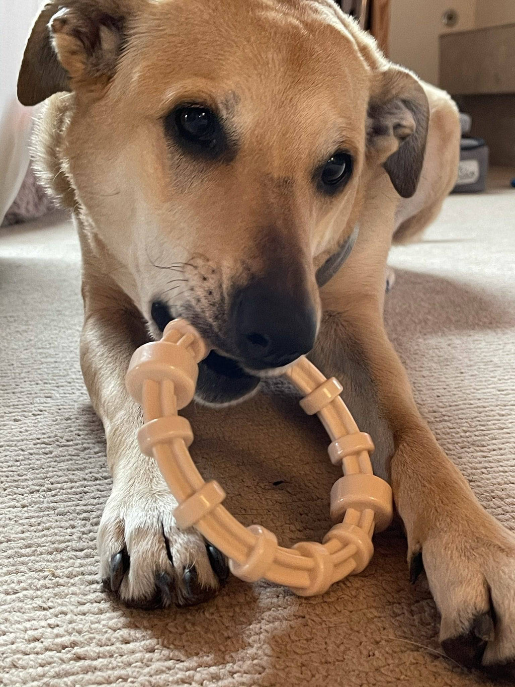SodaPup Honey Bone Nylon Teething Ring - FurrowpetstoreToysSodaPup/True Dogs, LLC