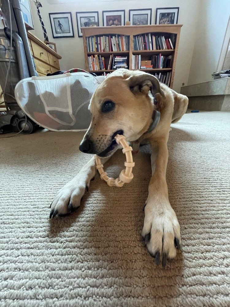 SodaPup Honey Bone Nylon Teething Ring - FurrowpetstoreToysSodaPup/True Dogs, LLC
