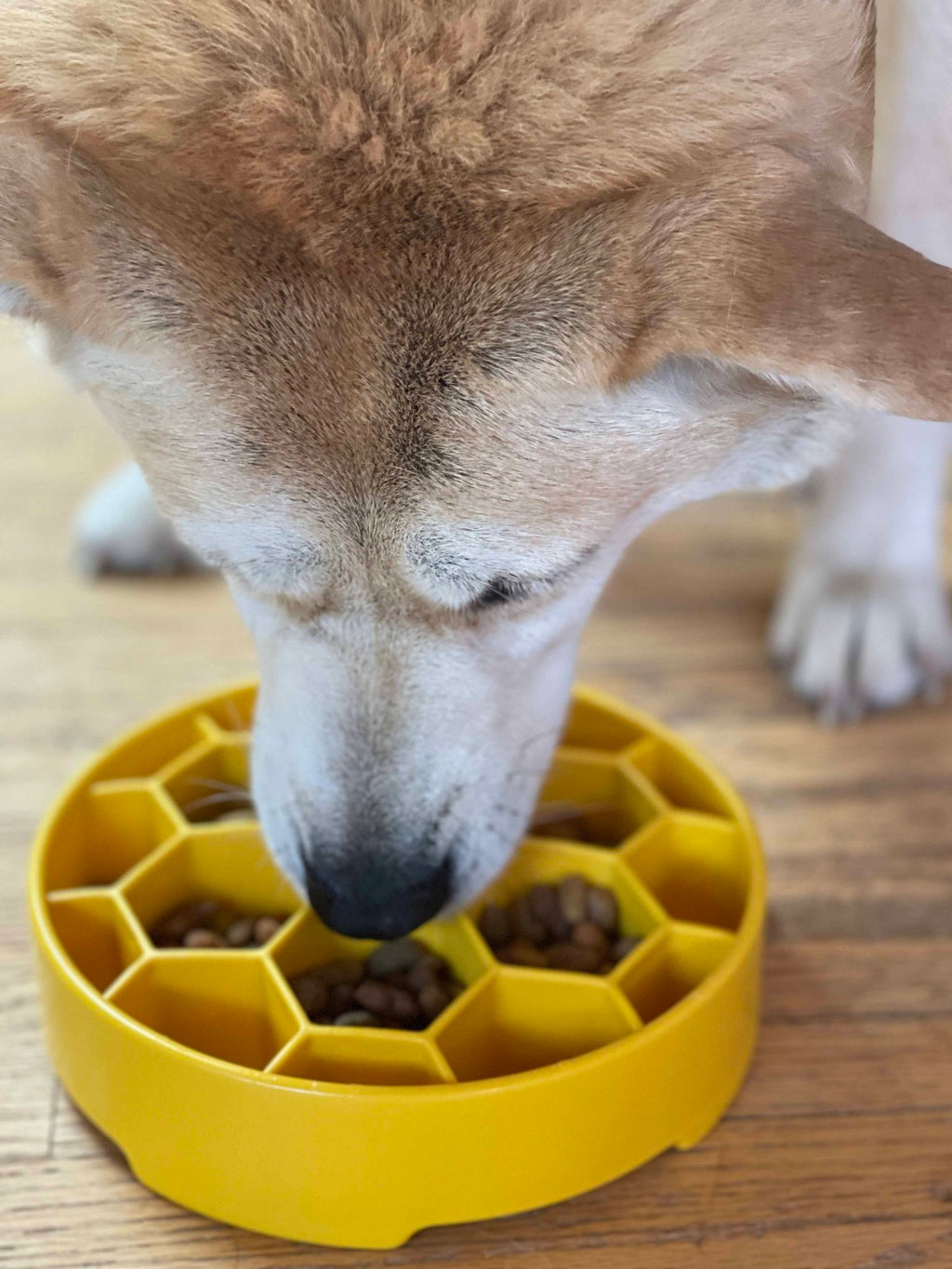 SodaPup Honeycomb eBowl Deep Slow Feeder - FurrowpetstoreBowls, Feeding & EnrichmentSodaPup/True Dogs, LLC