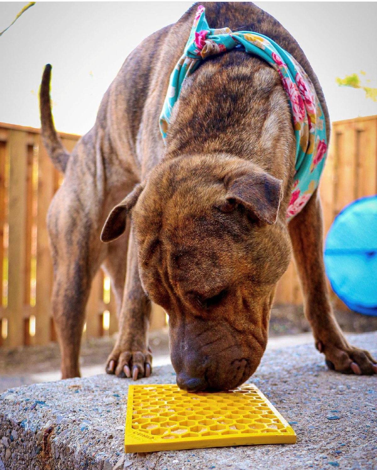 SodaPup Honeycomb eMat Lick Mat - FurrowpetstoreBowls, Feeding & EnrichmentSodaPup/True Dogs, LLC