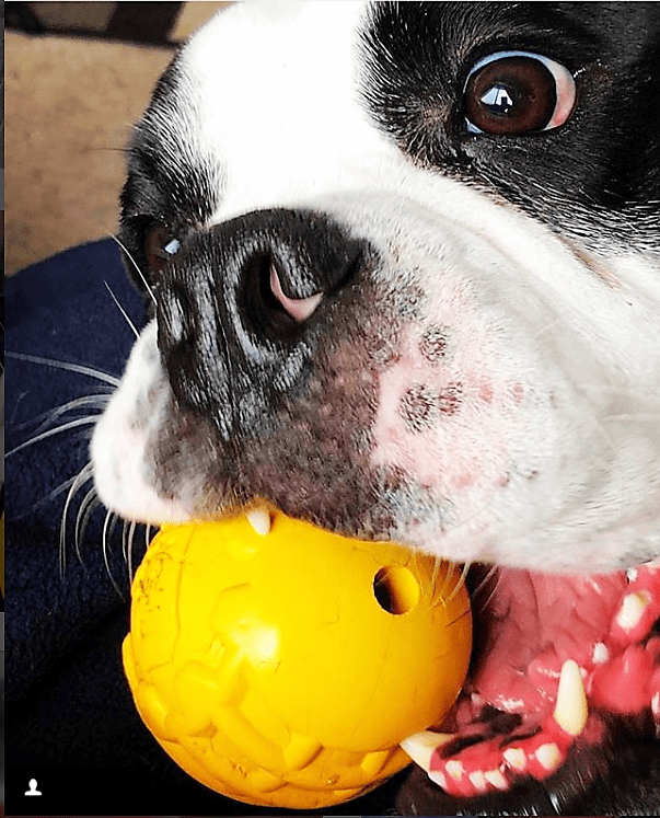SodaPup Industrial Dog Ball Rubber Chew Toy - FurrowpetstoreToysSodaPup/True Dogs, LLC