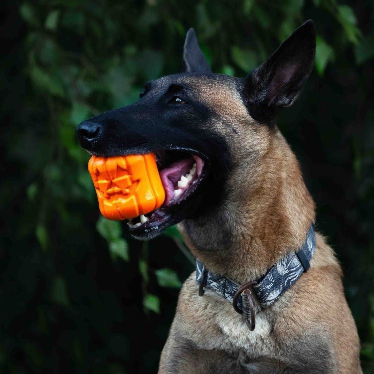 SodaPup Jack O' Lantern Treat Dispenser Toy - FurrowpetstoreBowls, Feeding & EnrichmentSodaPup/True Dogs, LLC