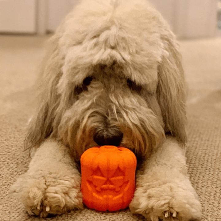 SodaPup Jack O' Lantern Treat Dispenser Toy - FurrowpetstoreBowls, Feeding & EnrichmentSodaPup/True Dogs, LLC