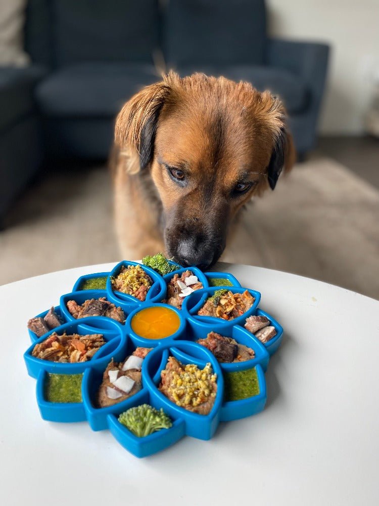 SodaPup Mandala eTray Shallow Slow Feeder - FurrowpetstoreBowls, Feeding & EnrichmentSodaPup/True Dogs, LLC