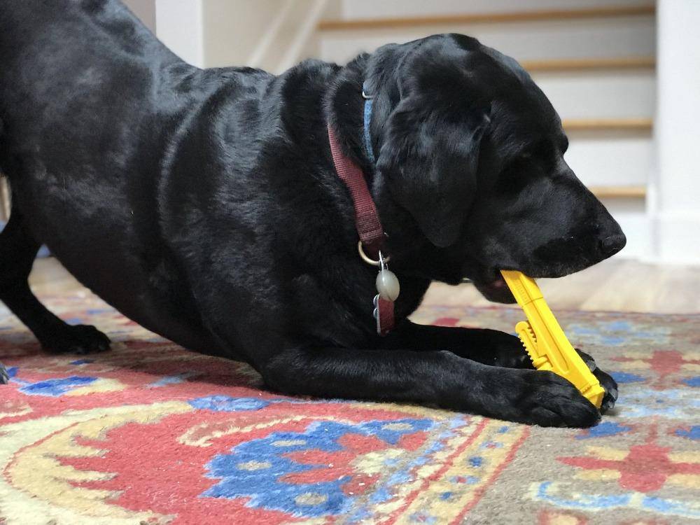 SodaPup Pipe Wrench Nylon Chew Toy - FurrowpetstoreToysSodaPup/True Dogs, LLC