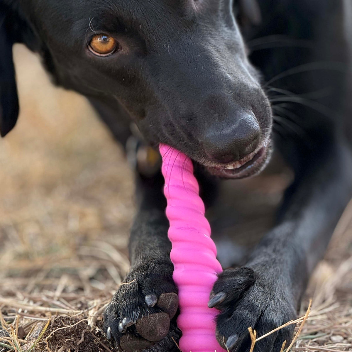 SodaPup Princess Pack: Pink Glitter Ball and Unicorn Horn Chew - FurrowpetstoreToysSodaPup/True Dogs, LLC