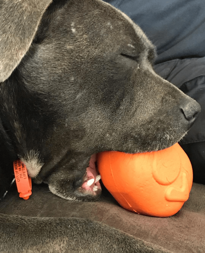 SodaPup Roasted Turkey Treat Dispenser Toy - FurrowpetstoreBowls, Feeding & EnrichmentSodaPup/True Dogs, LLC