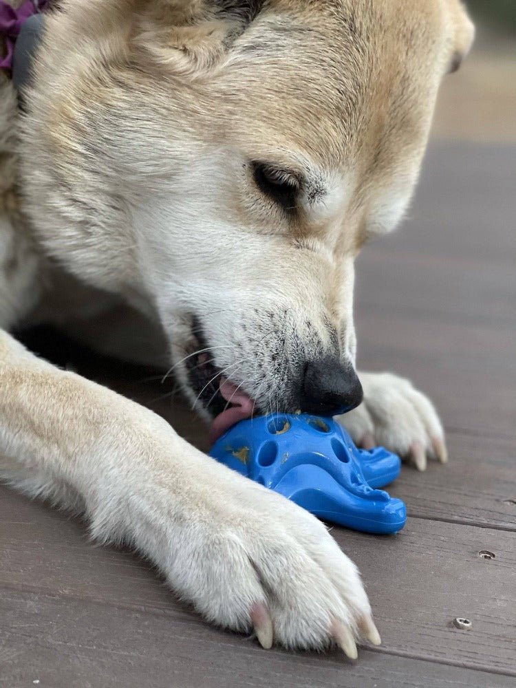 SodaPup Starfish Fillable Nylon Chew Toy - FurrowpetstoreToysSodaPup/True Dogs, LLC
