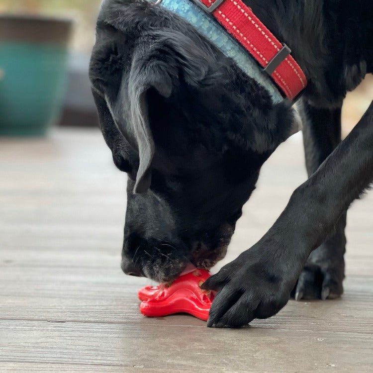 SodaPup Starfish Fillable Nylon Chew Toy - FurrowpetstoreToysSodaPup/True Dogs, LLC