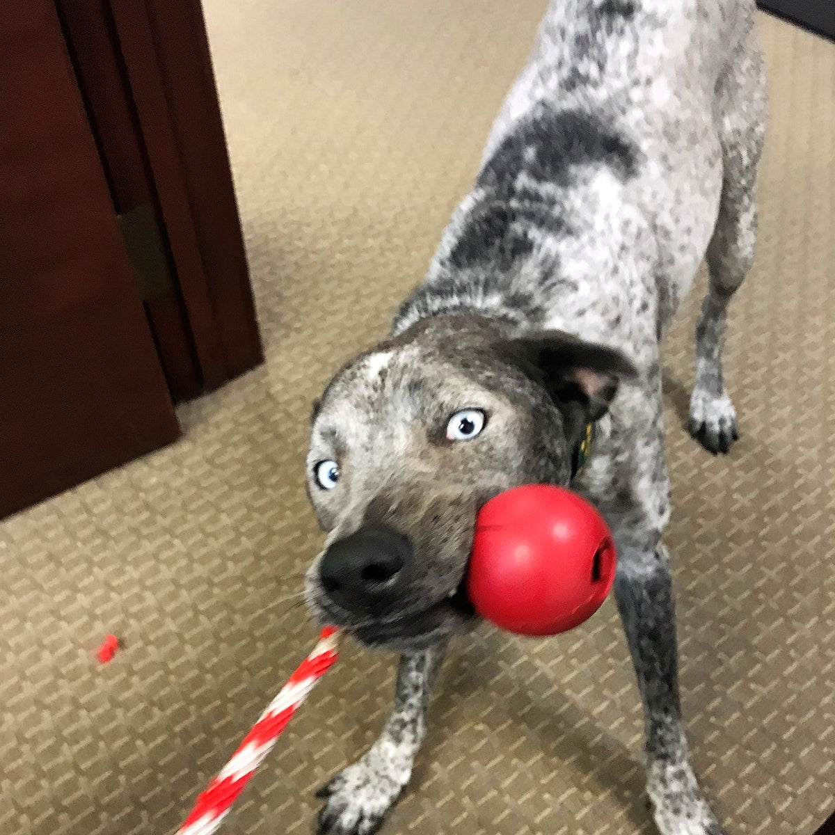 SodaPup USA-K9 Cherry Bomb Rubber Dog Toy - FurrowpetstoreToysSodaPup/True Dogs, LLC