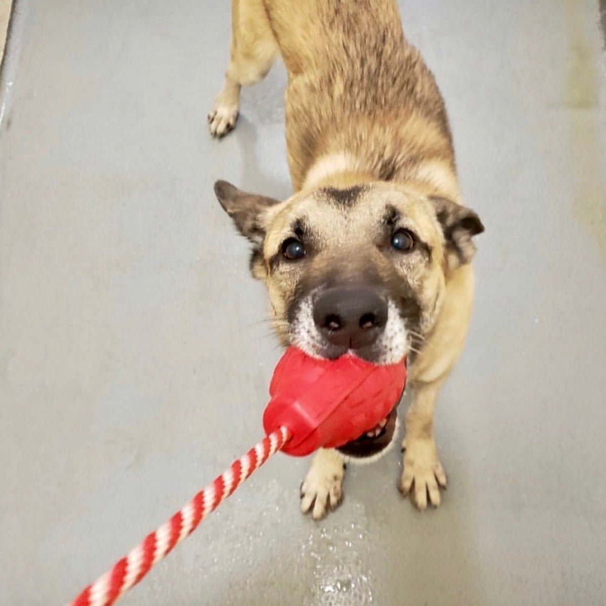 SodaPup USA-K9 Grenade Rubber Reward Toy - FurrowpetstoreToysSodaPup/True Dogs, LLC