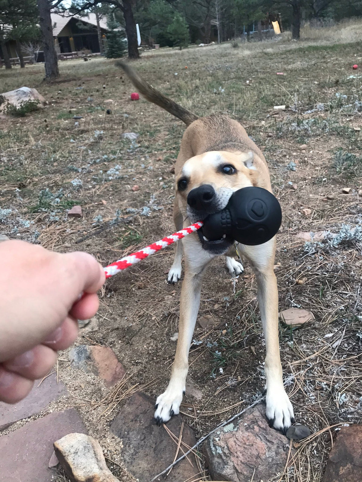 SodaPup USA-K9 Magnum Skull Rubber Chew Toy - FurrowpetstoreToysSodaPup/True Dogs, LLC