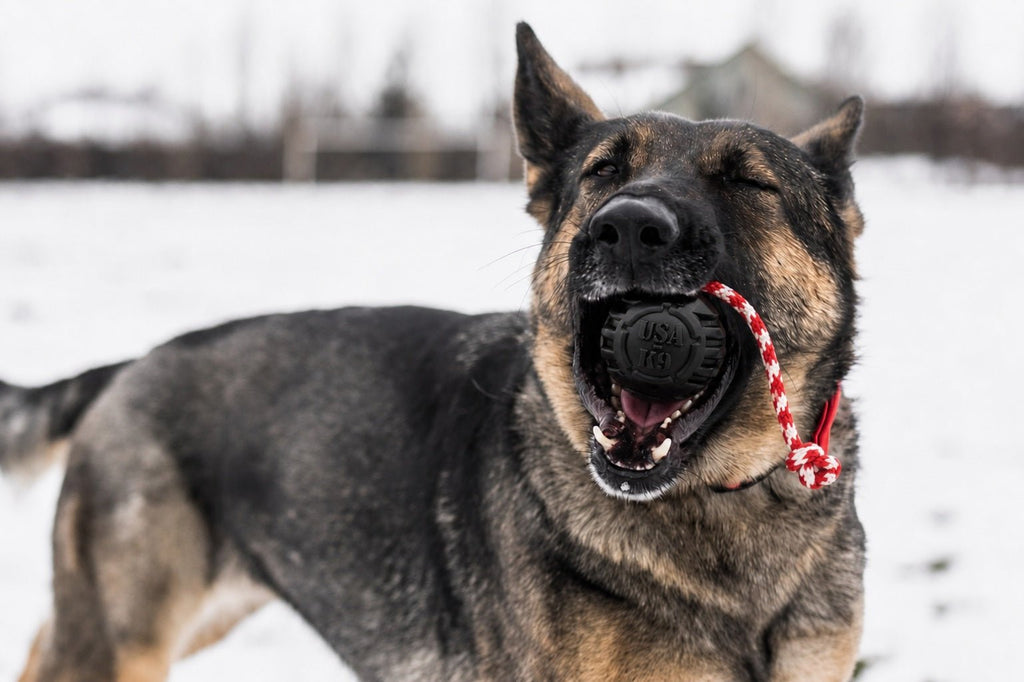 SodaPup USA-K9 Magnum Stars and Stripes Reward Ball - FurrowpetstoreToysSodaPup/True Dogs, LLC