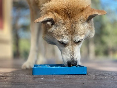 SodaPup Waiting Dogs eTray Shallow Slow Feeder - FurrowpetstoreBowls, Feeding & EnrichmentSodaPup/True Dogs, LLC