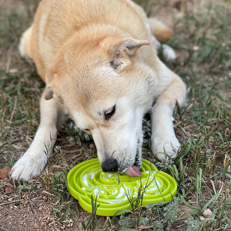 SodaPup Water Frog eTray Shallow Slow Feeder - FurrowpetstoreBowls, Feeding & EnrichmentSodaPup/True Dogs, LLC