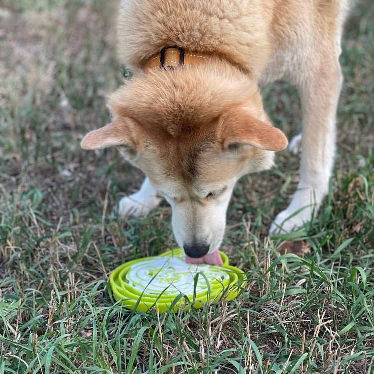 SodaPup Water Frog eTray Shallow Slow Feeder - FurrowpetstoreBowls, Feeding & EnrichmentSodaPup/True Dogs, LLC