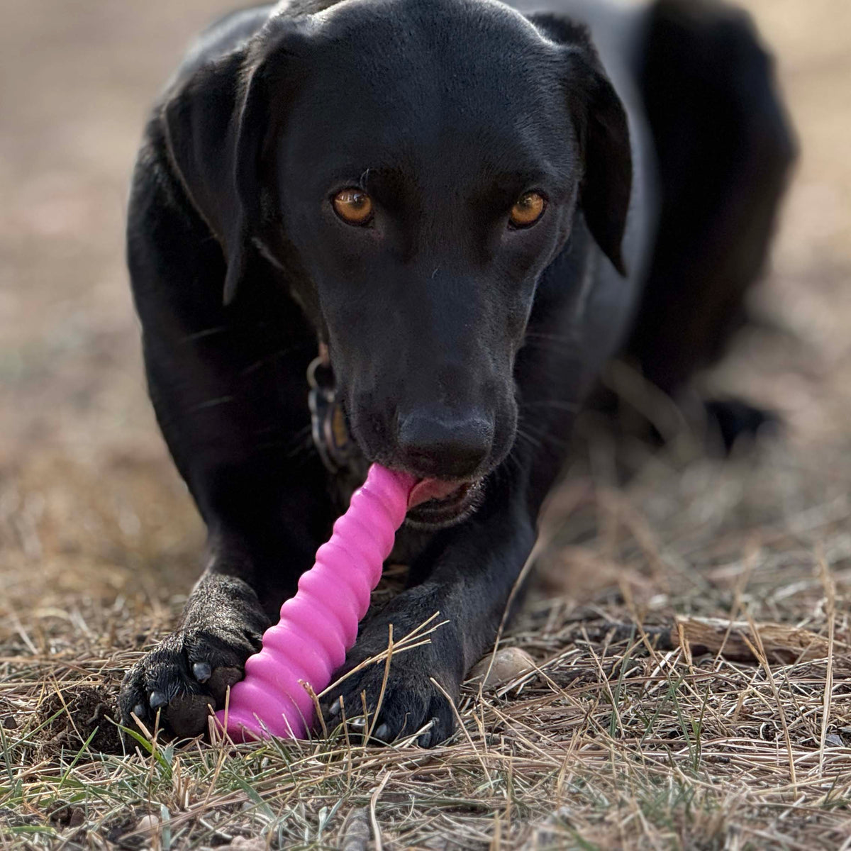 SodaPup Unicorn Horn Nylon Chew Toy