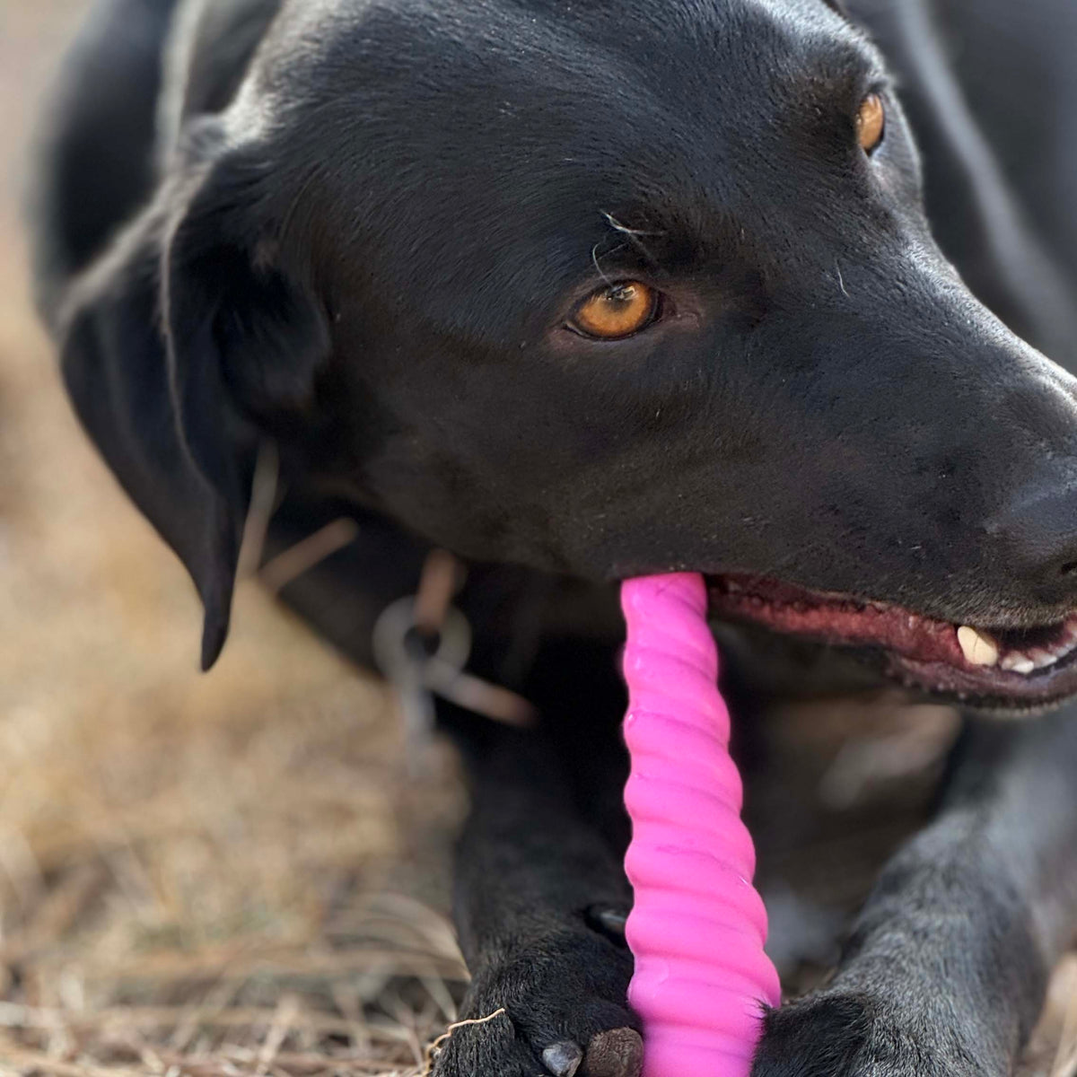 SodaPup Unicorn Horn Nylon Chew Toy